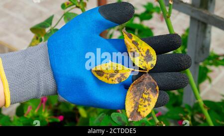 Die Hand im Gartenhandschuh hält ein krankes Rosenblatt. Pflanzenkrankheit. Pilzblätter Fleckkrankheit auf Rosenbusch verursacht den Schaden. Pilzerkrankung B Stockfoto