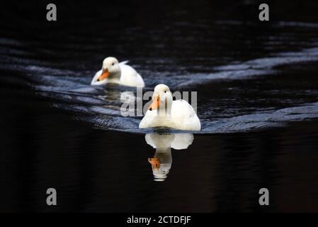 Weiße Enten treiben durch das dunkle Wasser der Basingstoke Kanal Stockfoto