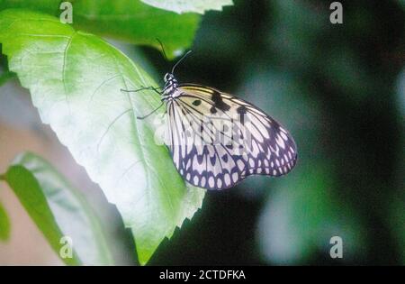 Seitenansicht eines Papierdrachen-Schmetterlings, auch Reispapier-Schmetterling oder große Baumnymphe, lateinische Idee leuconoe genannt Stockfoto