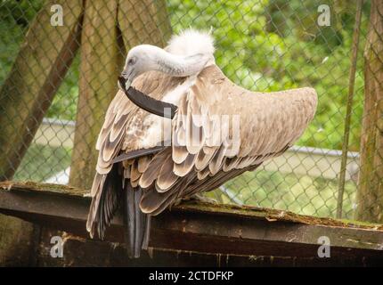 Kapgeier oder Kapgriffon, auch bekannt als Kolbe-Geier, ist ein Altweltgeier in der Familie Accipitridae, lateinische Gyps coprotheres Stockfoto