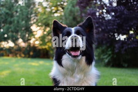Nahaufnahme des Border Collie Head im Garten. Liebenswert Porträt von schwarz und weiß Haushund mit Lächeln auf dem Gesicht. Stockfoto