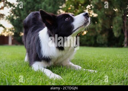 Nahaufnahme von Border Collie Training wie man sich im Garten beugt. Liebenswert schwarz und weiß Hund Züge nehmen ein Bogen. Stockfoto