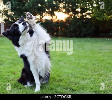 Liebenswert Border Collie sitzt im Gras und gibt Pfote. Black and White Dog with Paw Up trainiert Gehorsam im Garten. Stockfoto