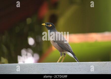 Selektive Aufnahme von Myna Stockfoto