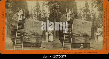 Ausschnitt des ursprünglichen Big Tree, 30 Fuß Durchmesser., Standbild, Stereographen Stockfoto