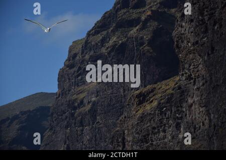 Möwen fliegen entlang der Küste Teneriffas. Riesige Klippen an der Küste von Los Gigantes, Teneriffa. Stockfoto