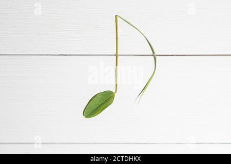 Musikalische Noten mit Blättern auf einem weißen Holz platziert gemacht Oberfläche Stockfoto