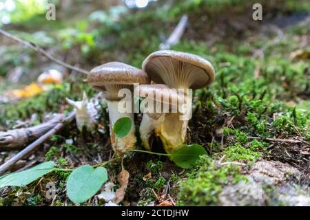 Gomphidius glutinosus, der gemeinhin als der schleimige Spike bekannt-Cap. Stockfoto