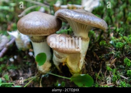 Gomphidius glutinosus, der gemeinhin als der schleimige Spike bekannt-Cap. Stockfoto