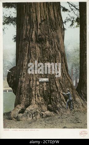 Jumbo, Big Tree Grove, Santa Cruz, Kalifornien, Standbild, Postkarten, 1898 - 1931 Stockfoto