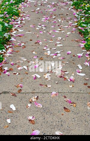 Ein Bürgersteig bedeckt mit kleinen rosa und weißen Blütenblättern während Der Frühling Stockfoto