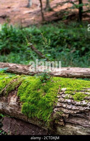 Pflanzen, Moose, die auf einem toten, gefallenen Baum wachsen, Fichte, Salbei-Gamander-Pflanze, im Arnsberger Wald, Sauerland NRW, Deutschland Stockfoto