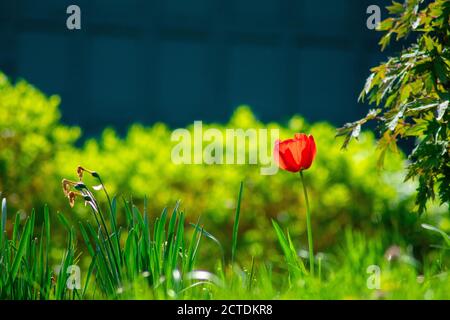 Eine einstehende rote Tulpe, die hoch in einem Feld steht Gras Stockfoto