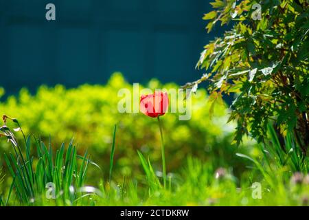 Eine einstehende rote Tulpe, die hoch in einem Feld steht Gras Stockfoto