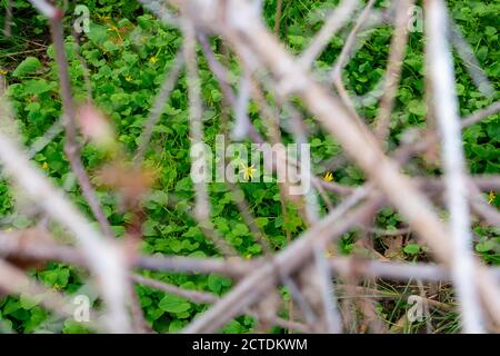 Blick durch Zweige auf eine kleine gelbe Blume in der Mitte des Rahmens Stockfoto