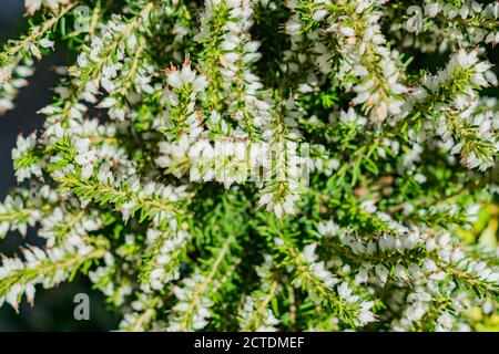 Erica darleyensis - eine der ersten Frühlingspflanzen. Weiße Heidekraut Blumen hintergrund Stockfoto