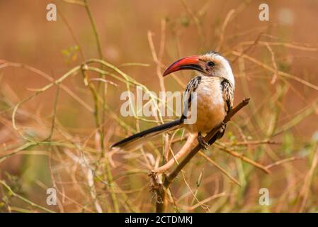 Der Hornbill des männlichen Jackson (Tockus jacksoni), der auf einem Zweig ruht, Tsavo, Kenia Stockfoto