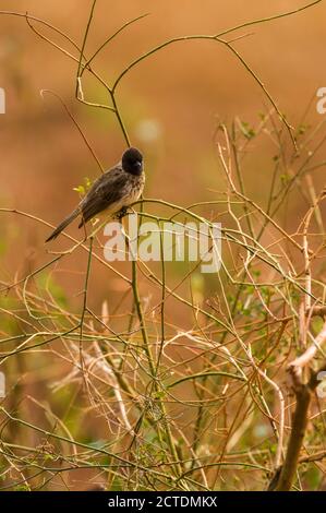 Gewöhnlicher oder Schwarzäugiger Bulbul (Pycnonotus barbatus), der auf dem Zweig ruht, Tsavo, Kenia Stockfoto