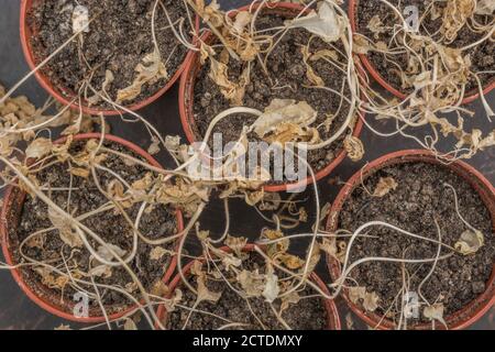 Verwelkt gelbe Blätter von toten Pflanzen (Senf Sämlinge). Für Pflanzen Vernachlässigung, Dürre, vegetativen Tod, hängende Pflanzen, verloren Ihr mojo. Stockfoto