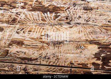 Waldsterben im Arnsberger Wald, nördliches Sauerland, abgestorbene Fichten, Spuren des Rindenkäfers, Spuren von Druckern, gefällter Totholz, NRW, Deutschland Stockfoto