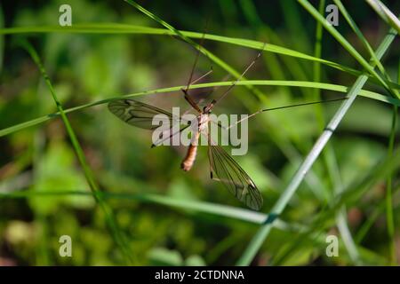 Tipula oleracea Mücke oder Papa-lange Beine auf Gras mit grünem Hintergrund. Stockfoto