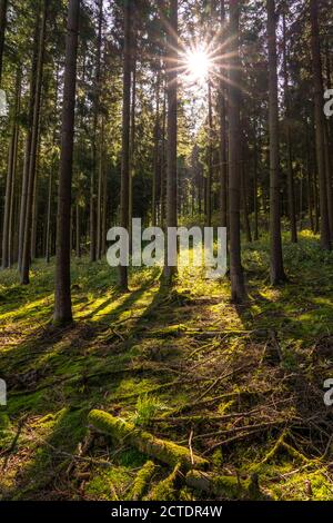 Dichter Fichtenwald, im Hochsauerlandkreis, bei Altastenberg, Sauerland, NRW, Deutschland Stockfoto