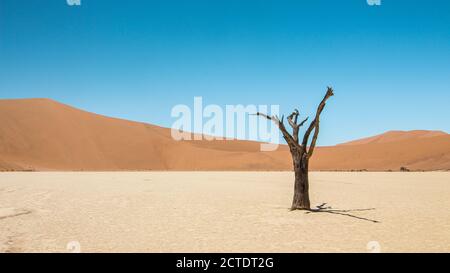 Toter Baum in Dead Vlei, Sossusvlei, Namibia Stockfoto