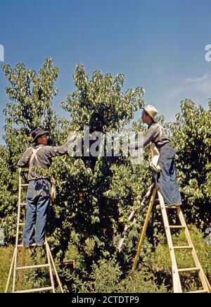 Picker in einem Peach Orchard, Delta County, Colo September 1940 Stockfoto