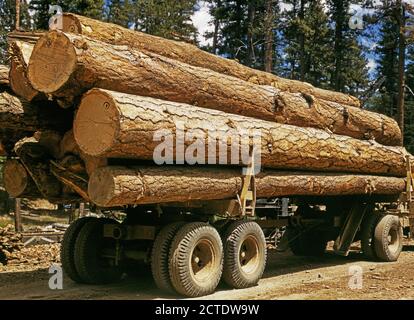 Lkw-Ladung von Ponderosa Pine, Edward Hines Lumber Co. Operationen im Malheur National Forest, Grant County, Oregon Juli 1942 Stockfoto