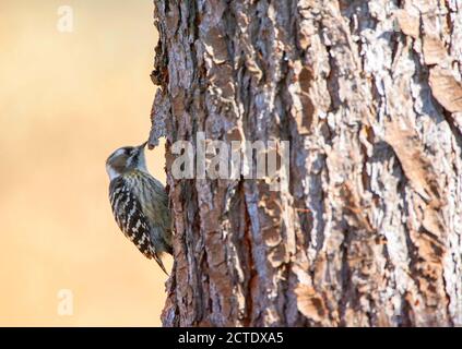 Japanischer Zwergspecht (Yungipicus kizuki), auf der Seite des Stammes einer Kiefer, Japan Stockfoto