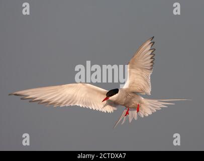 Seeschwalbe (Sterna hirundo), Erwachsene Landung im frühen Morgenlicht, Niederlande, Texel Stockfoto