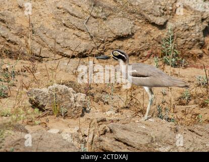 Großer Steinpfroff, großer Steincurlew, großer Dickkniespengler (Esacus recurvirostris), an einem Fluss stehend, Indien Stockfoto