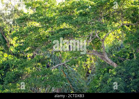 Madagaskar Fischadler, Madagaskar Seeadler (Haliaeetus vociferoides), zwei Adler auf großen grünen Baum thront, Madagaskar, Ankarafantsika Nationalpark Stockfoto