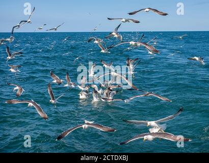 Kleine Schwarzrückenmöwe (Larus fuscus), riesige Herde, die über die Nordsee fliegt, dem Fischerboot folgend und wegen dessen Lebensmittelreste aufsammeln Stockfoto