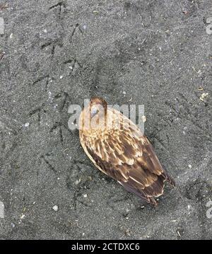 Antarktische Skua, braune Skua, subantarktische Skua, südliche große Skua, südliche Skua, Hakoakoa (Catharacta antarctica, Stercorarius antarcticus), Stockfoto