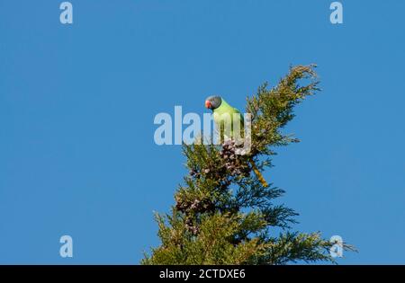 Slaty-headed Sittich, Himalaya Sittich (Psittacula himalayana), thront in einem Baum, Indien, Himalaya Stockfoto