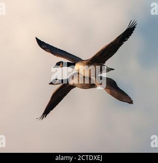 Kanadagans (Branta canadensis, Branta canadensis canadensis), zwei große Kanadagänse im Flug, Niederlande, Südholland Stockfoto