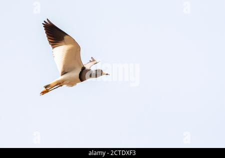 Grauer Kiebitz (Vanellus cinereus), im Flug, von unten gesehen, Indien Stockfoto