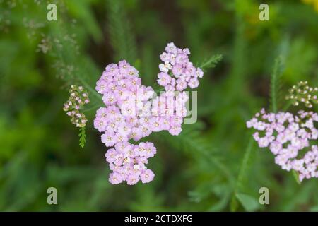 Schafgarbe, Gemeine Schafgarbe (Achillea millefolium), mit rosa Blüten, Deutschland Stockfoto