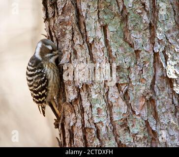 Japanischer Zwergspecht (Yungipicus kizuki), auf der Seite des Stammes einer Kiefer, Japan Stockfoto