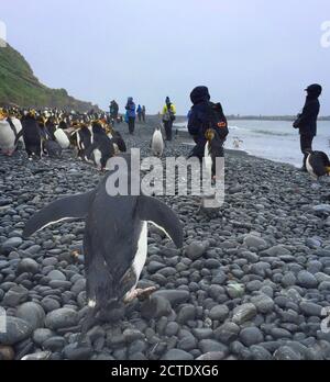 königspinguin (Eudytes schlegeli), zu Fuß in Richtung Touristen am Strand von Macquarie Island, Australien, Tasmanien, Macquarie Island Stockfoto