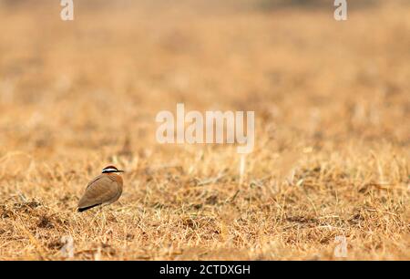 Indischer Courser (Cursorius coromandelicus), erwachsen stehend in einem kargen ariden Feld, Indien Stockfoto