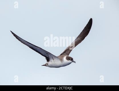 Scherwasser (Ardenna gravis, Puffinus gravis), im Flug, Portugal, Madeira Stockfoto