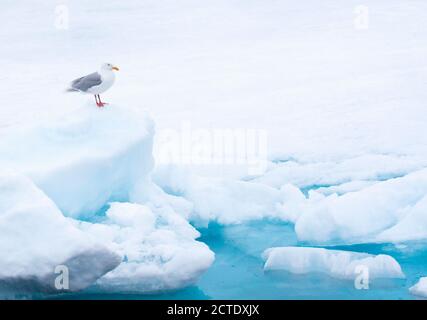 Wassermöwe (Larus hyperboreus), im Sommer erwachsenes Gefieder, das auf einem kleinen Eisberg im Drifteis steht, Norwegen, Spitzbergen Stockfoto