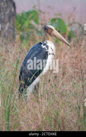 Kleiner Adjutant (Leptoptilos javanicus), im hohen Gras erwachsen, Indien Stockfoto