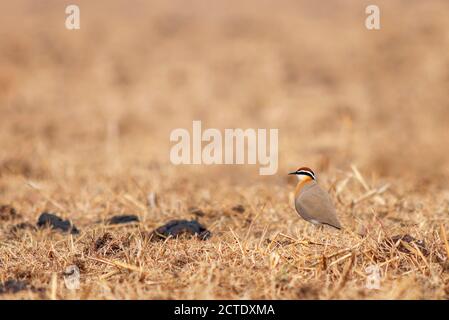 Indischer Courser (Cursorius coromandelicus), erwachsen stehend in einem kargen trockenen Feld mit mehreren Kuhpaten, Indien Stockfoto