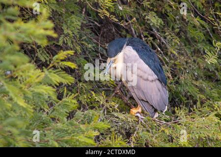 Schwarzkronenreiher (Nycticorax nycticorax), auf einem Zweig schlafend, Indien Stockfoto