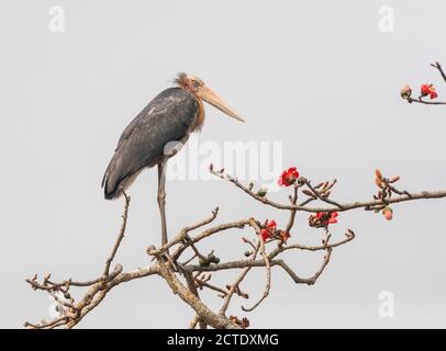 Kleiner Adjutant (Leptoptilos javanicus), thront im blühenden Baum, Indien Stockfoto