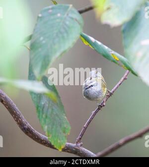 Grauer Weidensänger, Aschenkehlsänger (Phylloscopus maculipennis), Aschenkehlsänger, der in einem Baum auf der Suche nach Insekten thront, Indien Stockfoto