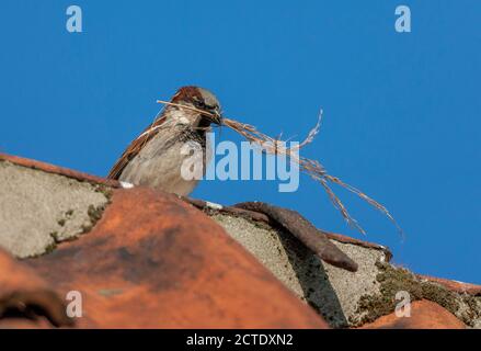 Haussperling (Passer domesticus), Männchen auf dem Dach sitzend mit Nistmaterial im Schnabel, Niederlande, Nord-Niederlande, Durgerdam Stockfoto